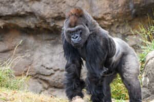 where do silverback gorillas live