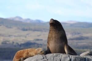 Why Are Sea Lions Endangered?