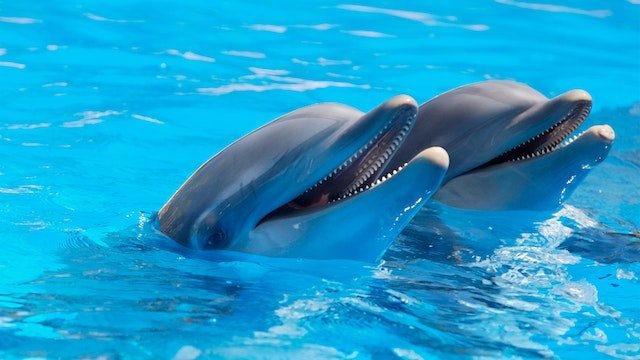 How Mother Dolphins communicate with baby dolphins: