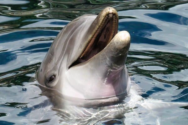 What Is A Baby Dolphin Called?