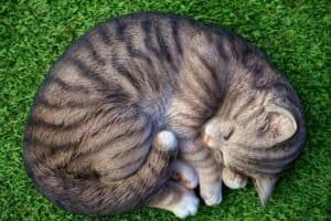 Why Does My Cat's Tail Vibrate?