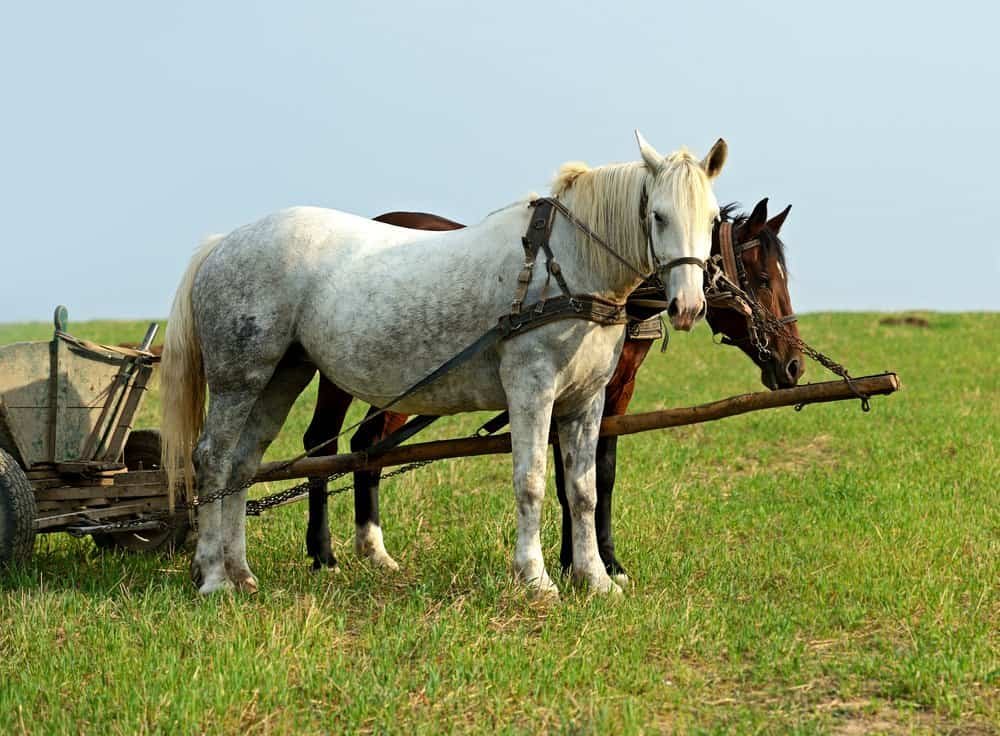 How Arabian Horses Are Used In Ranch Work?