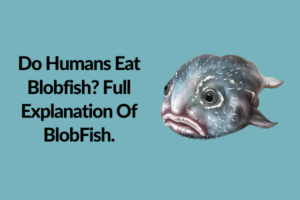 Do Humans Eat Blobfish?