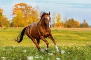 How Long Do Arabian Horses Live?