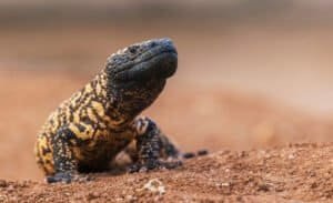 What Does The Gila Monster Eat?