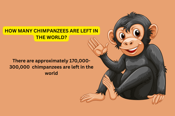 How Many Chimpanzees Are Left In The World