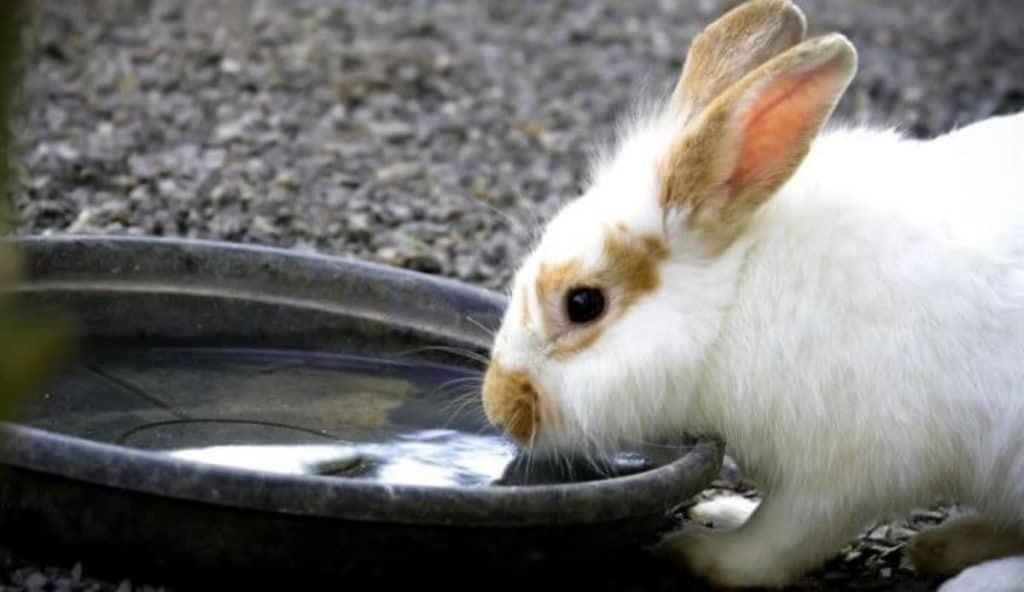 The Advantage of water quality for Rabbit Health