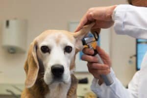 How To Prevent Ear Infections In Dogs