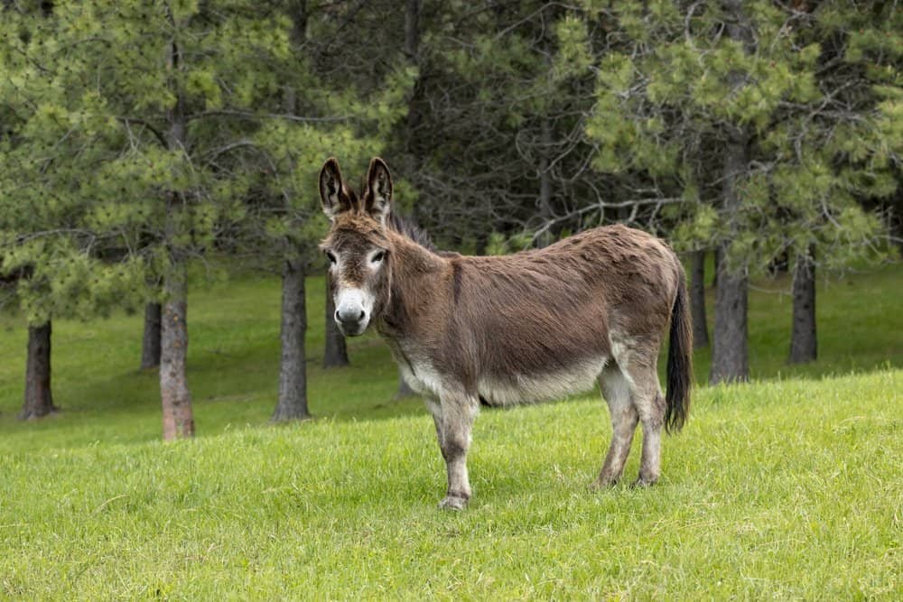 How Long Do Miniature Donkeys Live? Factors That Affect Miniature Donkey's Lifespan