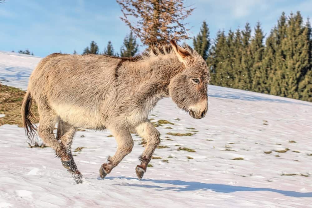 How long does a miniature donkey live?