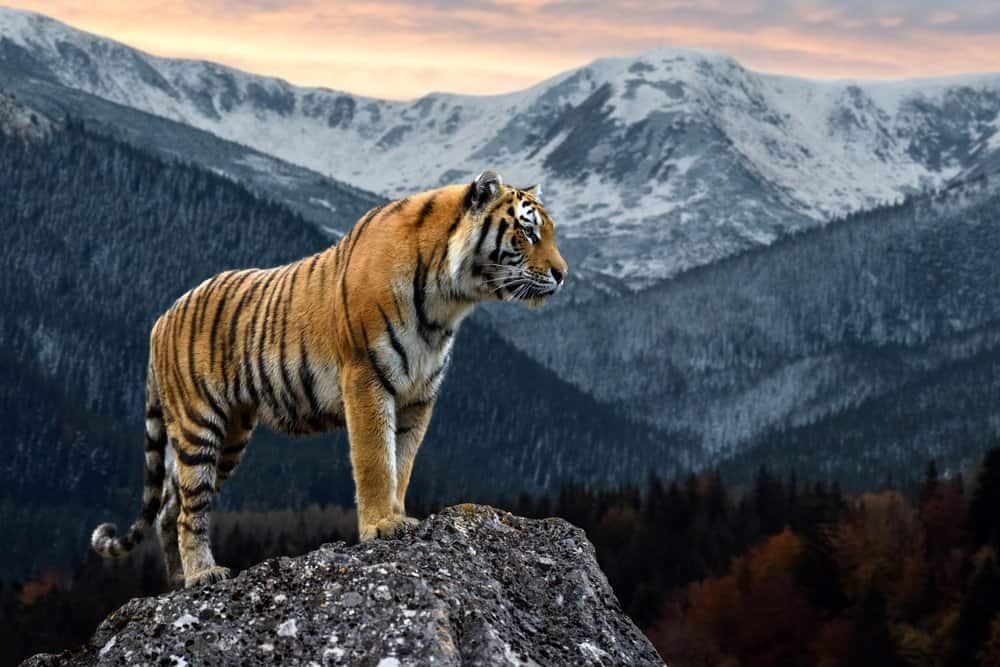 How Many Siberian Tigers Are Left In World