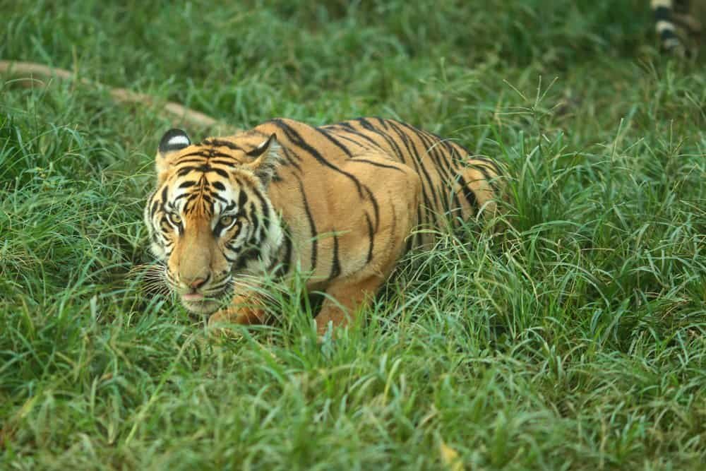 How Javan Tigers Are Endangered?