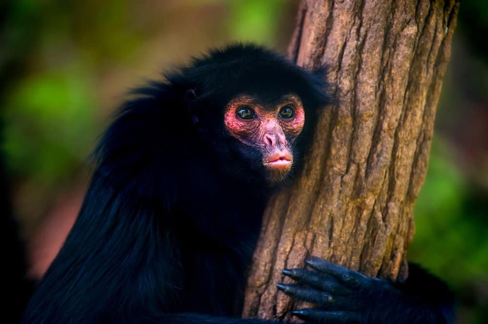 Impact Of Climate Change On The Lifespan Of Spider Monkeys