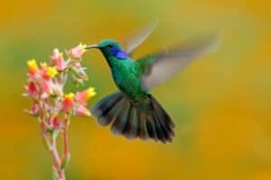 How Do Hummingbirds Help Flowers