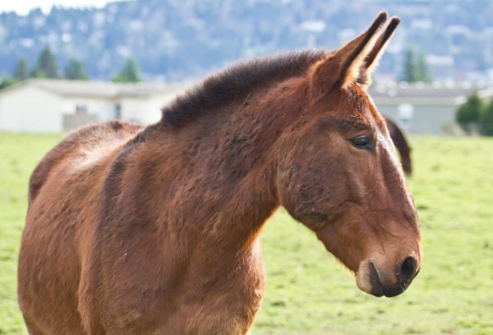 How Can You Help Your Mule To Live Longer?