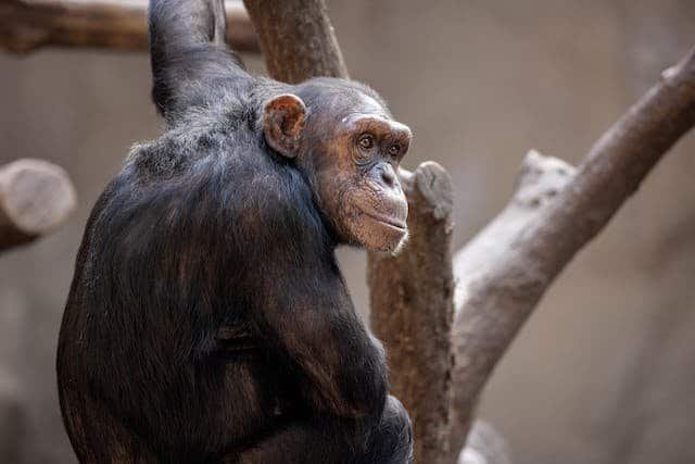 Who Hunts Chimpanzees The Most?
