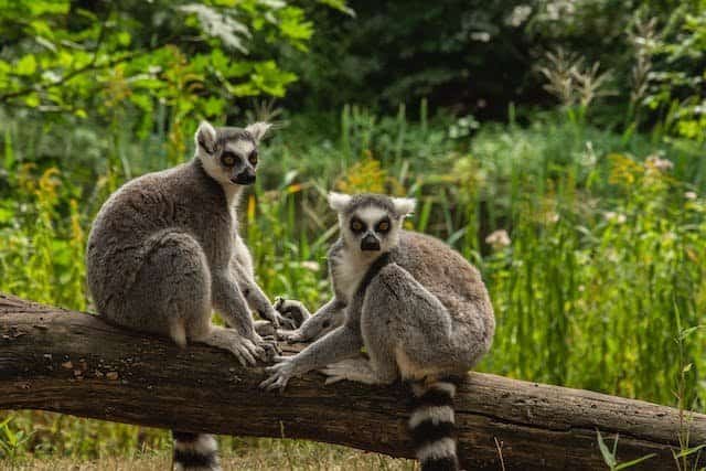 Are Lemurs Endangered?