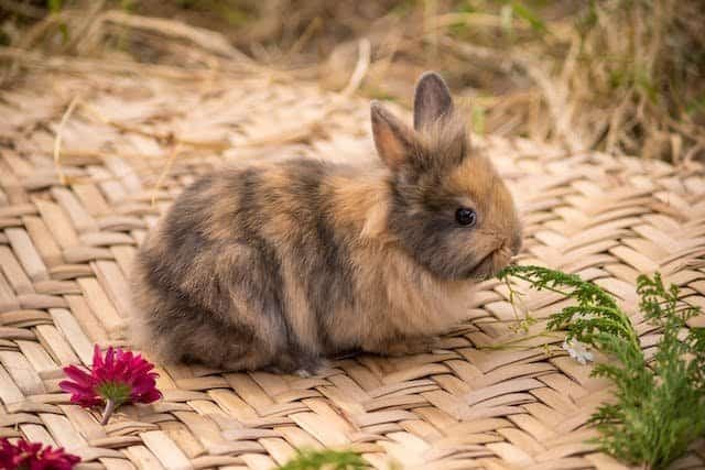 How Rabbits are Necessary for our environment?