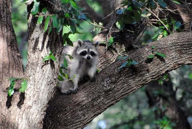 What Are Raccoon’s Adaptations To Climb Trees? 