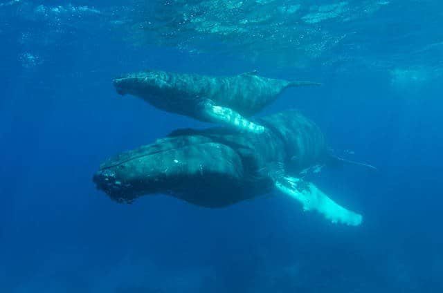 Habitat of Fin Whales:
