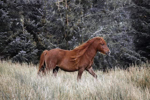 Where Did Wild Horses Originate?