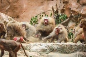 How Many Baboons Are Left In The World
