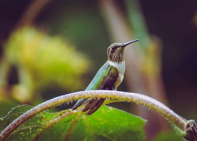 What Do Baby Hummingbirds Eat? How Baby Hummingbirds Get Their Food 
