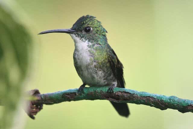 What Do Hummingbirds Eat? Decoding The Menu Of Hummingbirds 
