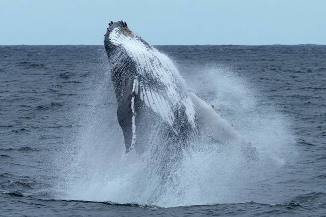 Today How Many Humpback Whales Are Left In World?