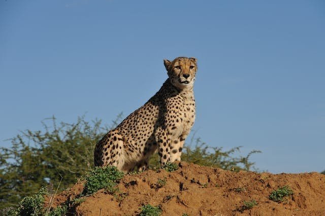 Cheetahs Preferred habitats for protection