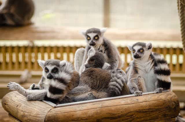 The Decline of Lemur Population