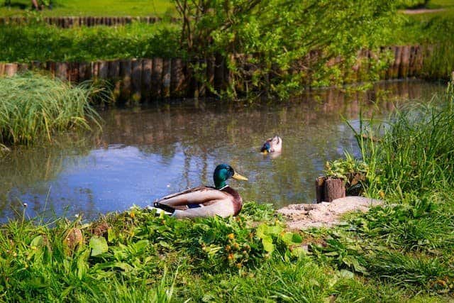 What are the potential Impact of Ducks eating fish in ponds?