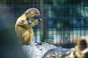 How Many Golden Monkeys Are Left In World