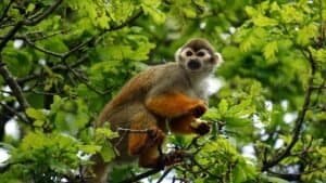 How Many Squirrel Monkeys Are Left In World