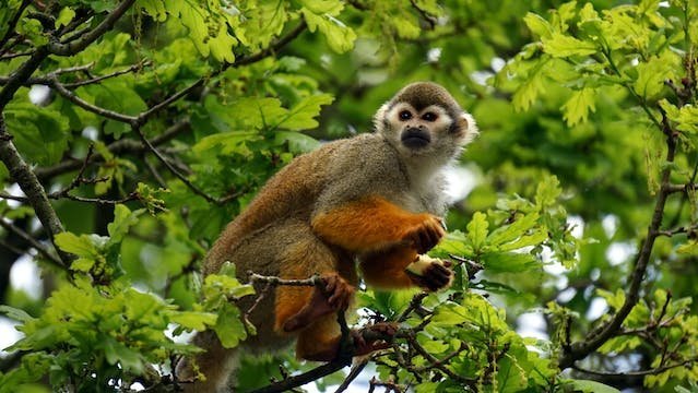 How Many Squirrel Monkeys Are Left In World