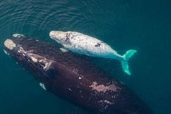 How Many Humpback Whales Are Left In World?