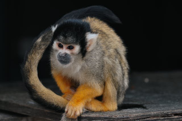 Who Hunts Squirrel Monkeys The Most?
