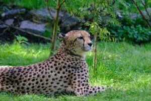 How Do Cheetahs Protect Themselves