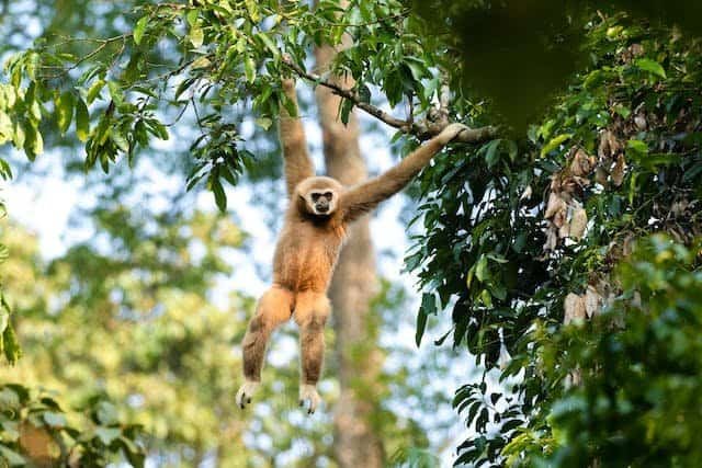 Impact Of Habitat Distribution On Gibbon's Lifespan