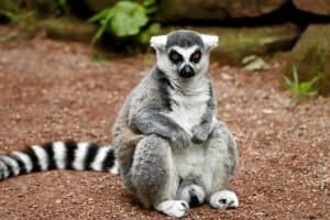 How Many Lemurs Are Left In The World?