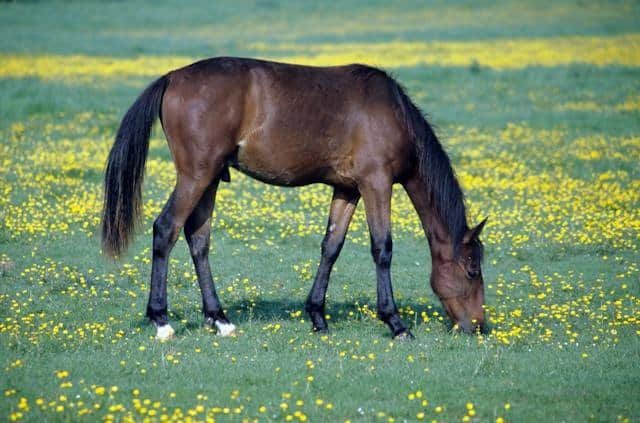 What Are Arabian Horses Used For