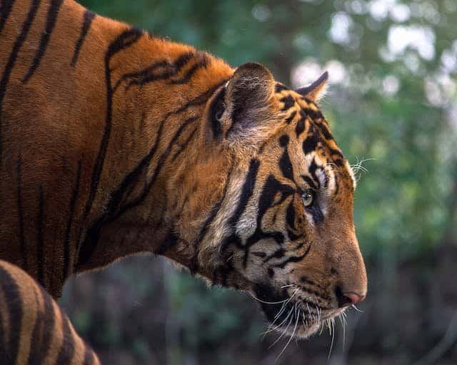 What Led To The Extinction Of The Javan Tigers?