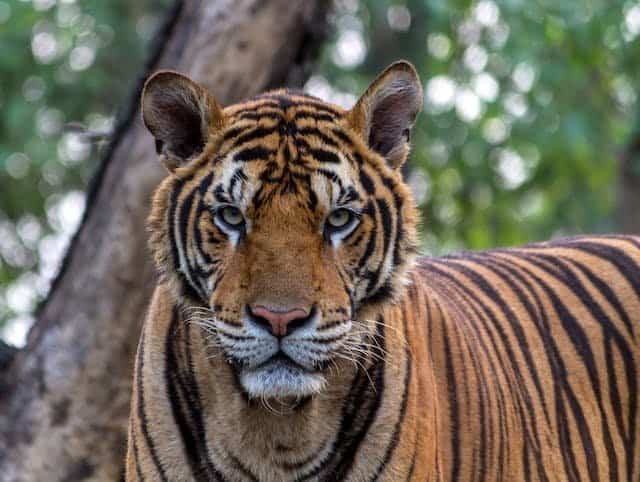 Was Any Conservation Efforts Occur For Javan Tigers?