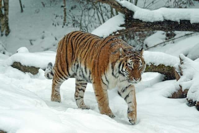 How Many Bengal Tiger Are Left In The World? The Decline Of Bengal Tigers