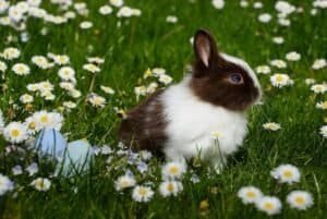 The History And Domestication Of Rabbits