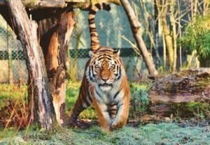 How Many Bengal Tiger Are Left In The World