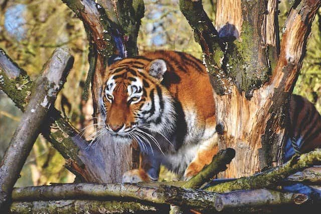 What Can We Do To Help Bengal Tigers?
