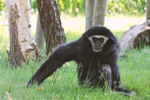 Are Gibbons Endangered? What Is The Main Reason Of Gibbons Death: