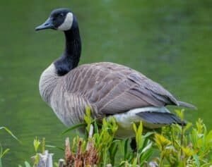 What Do Geese Eat In The Water?