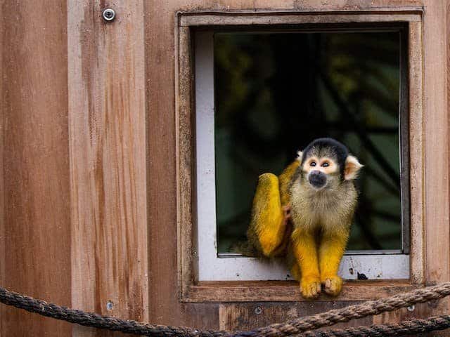 How Many Squirrel Monkeys Are Left In World? Human Activity Affected The Population: